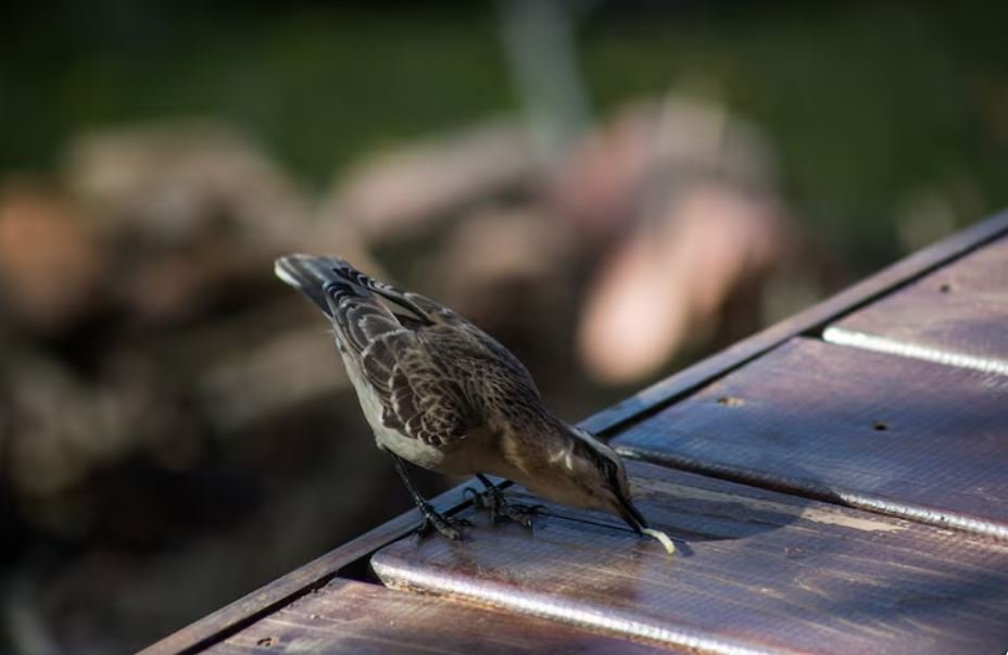Accidental Evictions, How Modern Energy-Efficient Home Renovations Are Leaving British Swifts Birds Homeless