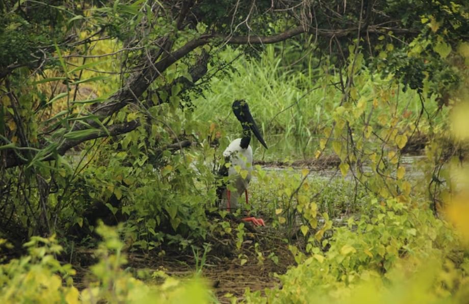 Agusan Marsh Initiative, How Indigenous Leader Datu Maximo Revived Mindanao’s Threatened Inland Wetlands