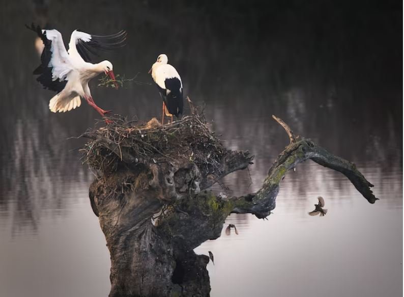 Art from the Archive, Why Museum Taxidermy Is Inspiring a Bold New Genre of Fine-Art Avian Photography