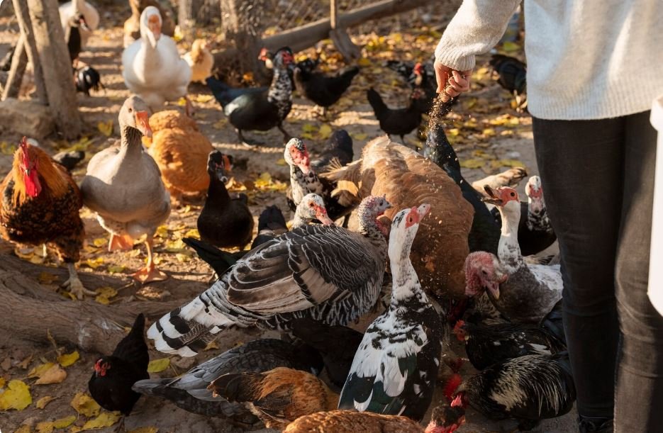 Balancing Poultry and Wildlife, Managing Commercial Demands Against Wild Flyway Protections in Central Luzon