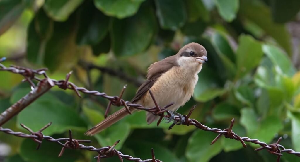 Brown Shrike