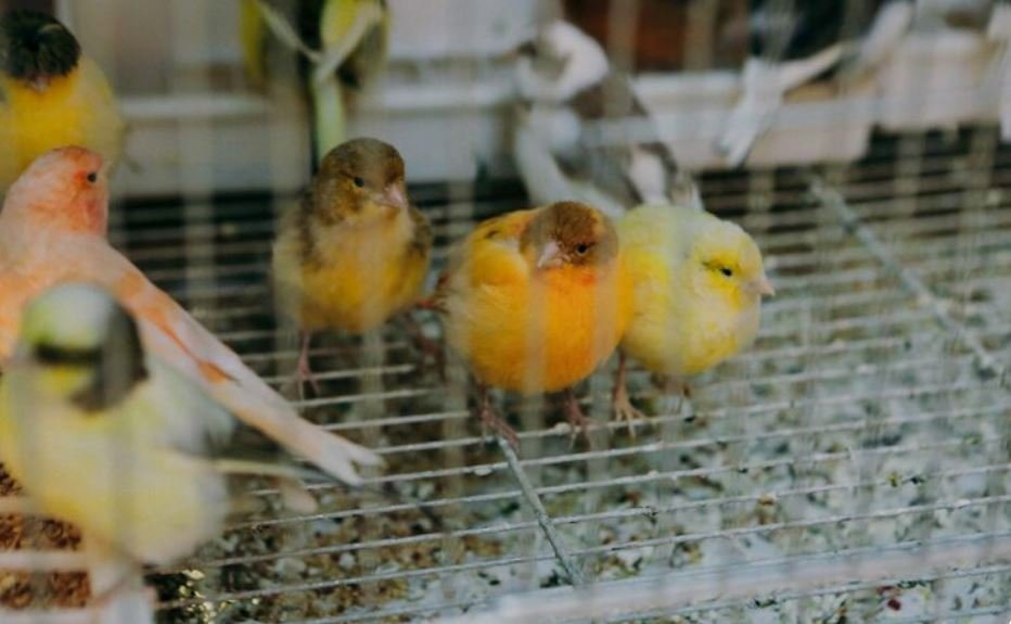 Canary in the Barn, What the Current Surge in Avian Influenza Teaches Us About Human Pandemic Readiness