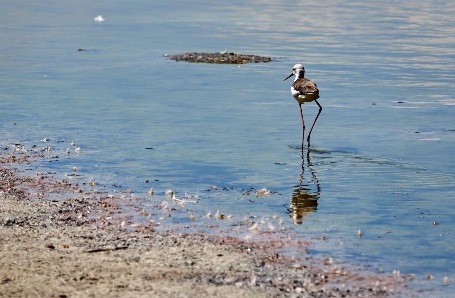 Divided Islands, The Geopolitical Friction Halting Critical Waterbird Surveys in the South China Sea