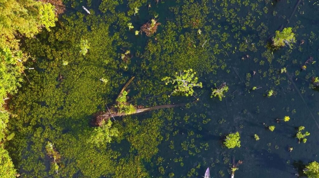 Drones Over the Marsh, How Responsible Aerial Photography Is Providing a New Perspective on Wetland Nests