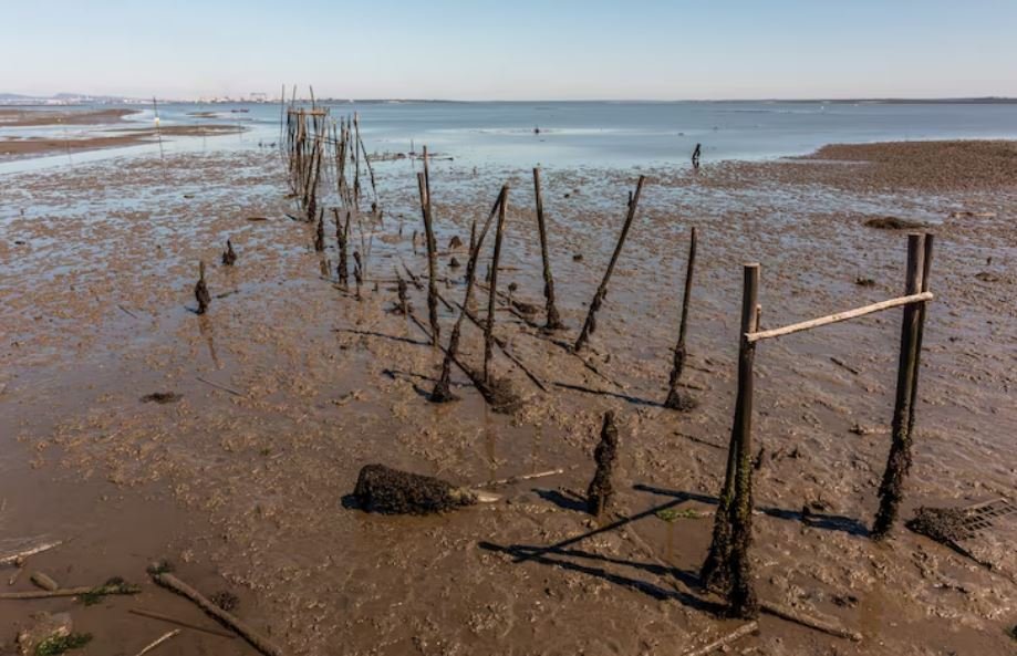 Erasing the Saltmarsh, How Rising Sea Levels Are Submerging Critical Coastal Nesting Sites Forever