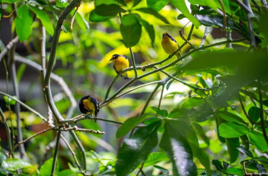 Flawed Greenery, What Manila’s Urban Tree Plan Gets Completely Wrong About Local Bird Populations
