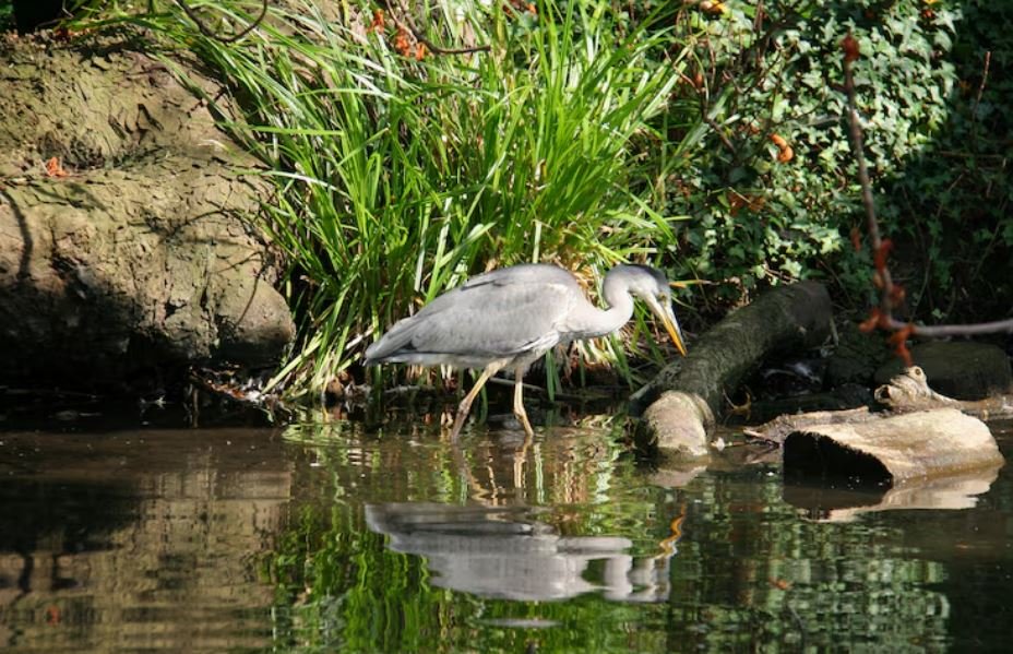 Fleeing the Everglades, Why Florida’s Iconic Wading Birds Are Abandoning Their Historic Breeding Grounds