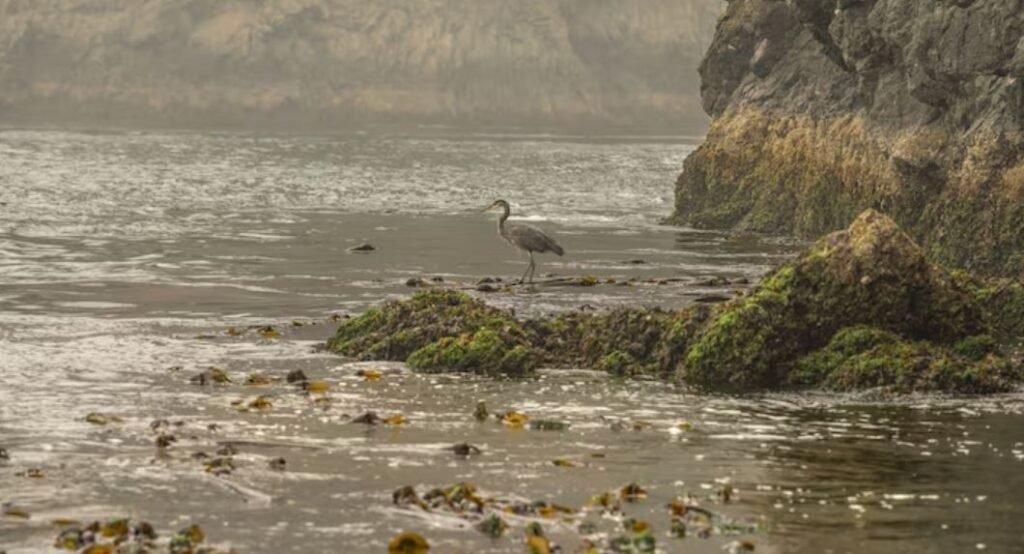 Fluid Boundaries, Capturing the Fleeting, Atmospheric Intersections of Wild Coastal Predators and Rising Tides