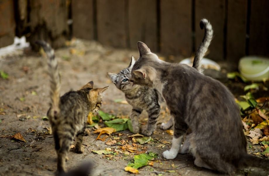 Household Fallout, How Everyday Cat and Dog Flea Medications Are Devastating Forest Insect Chains
