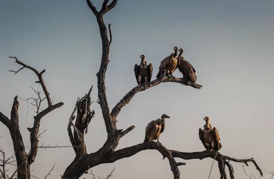 How Centuries-Old Guano Archives Are Revealing Modern Bird Migration Shifts