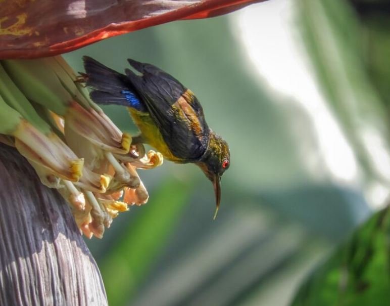 How Independent Photographer Maddie Bender Captured Hawaii Elusive Native Birds