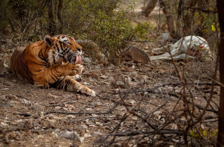 How Modern Environmental Disruption Is Ruining the Instincts of Wild Animals