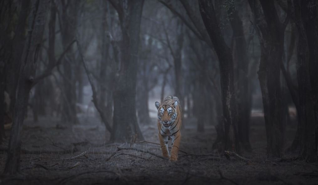 How Modern Low-Light Sensor Technology Opened Up the Nocturnal Wildlife Scene
