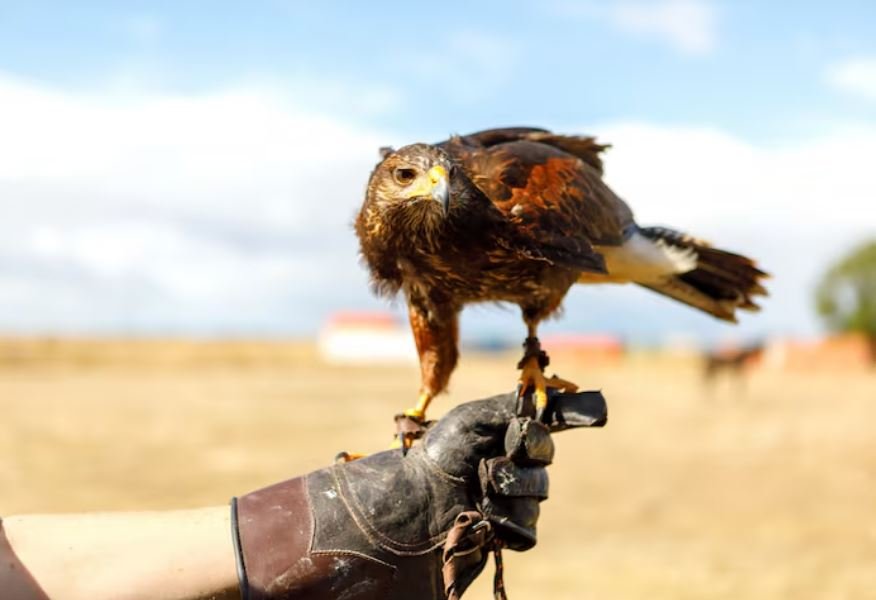 How Wild Bird Migrations Are Driving the Most Destructive Avian Flu Crisis in History