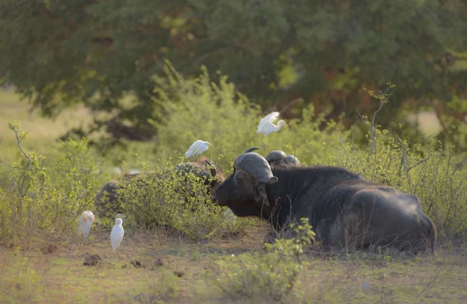 Ignoring Our Borders, Why Migrating Animals Dont Care About Human Trade Wars or Disputed Boundaries
