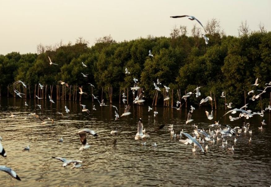 Inside the Deep, International Supply Chains Moving Forest Birds Across Continents