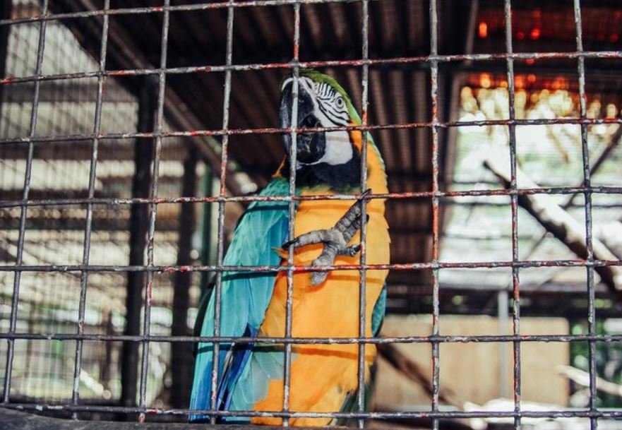 Intercepted in Zamboanga, Bureau of Customs Officials Seize an Illegal Shipment of Rare Parrots Bound for Tokyo