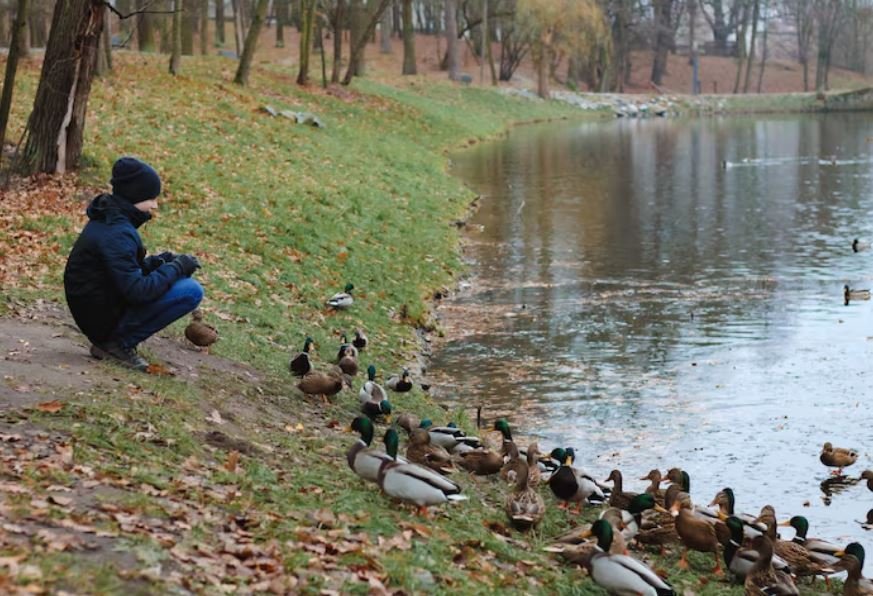 Iowa State Alarm, Why a Sudden Influx of Deceased Waterfowl Near the Iowa State University Campus Has Biologists Worried
