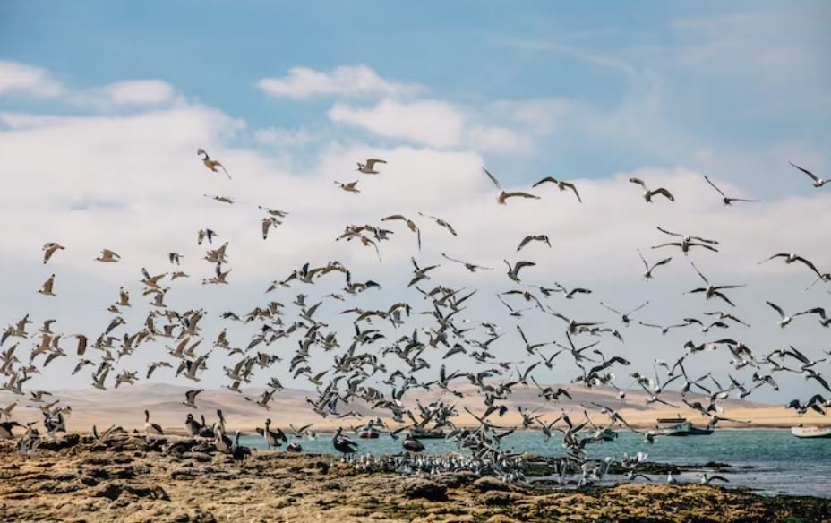 Jalisco Abandonment, Why Biologists at the Universidad de Guadalajara Say Migratory Flocks Are Avoiding Western Mexico