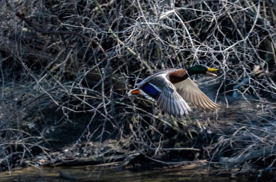 Losing the Sagebrush Dance, The Federal Bureaucracy Threatening America Rarest Grouse Habitats