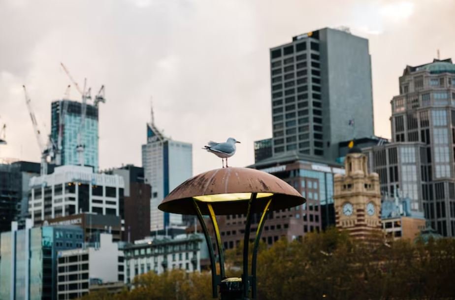 Manila Deadly Glass, How One of Earth Most Congested Cities Is Redesigning Skyscrapers for Migrating Flocks