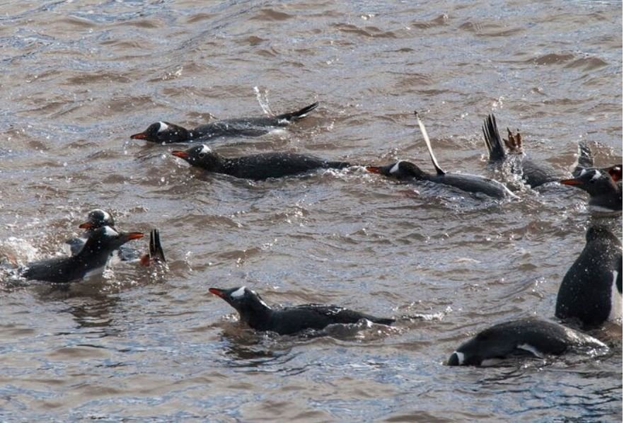 Marine Spillover, The Alarming Rise of Avian Influenza in Coastal Marine Mammal Populations
