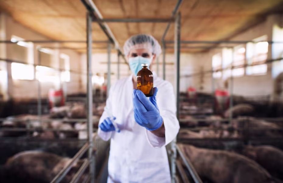 Medicating the Wilderness, Should We Vaccinate Wild Flocks to Save the Commercial Meat Industry