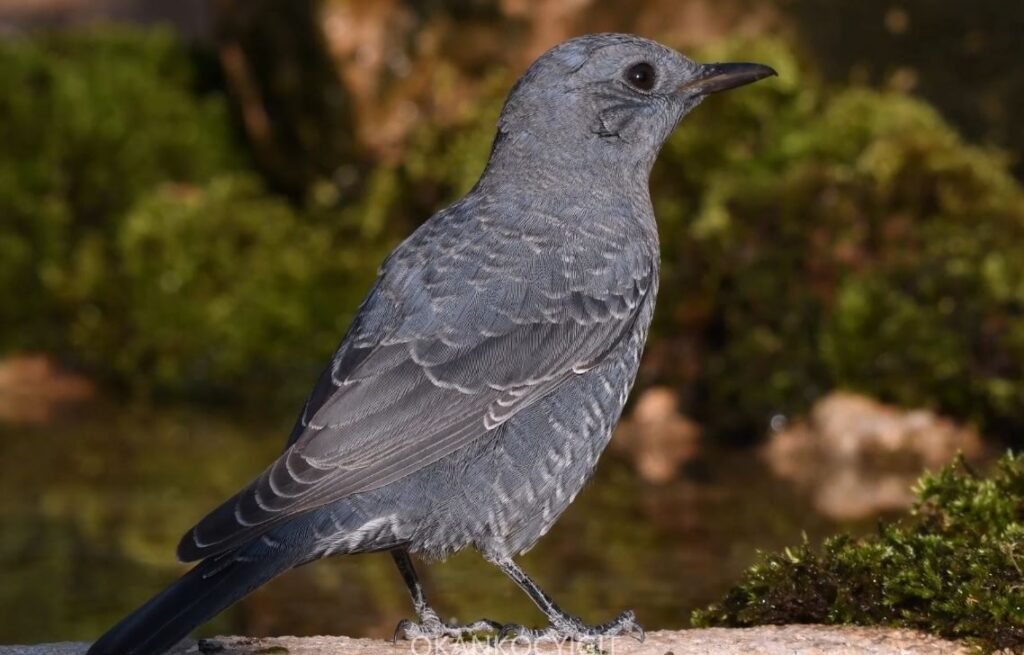 Monticola solitarius