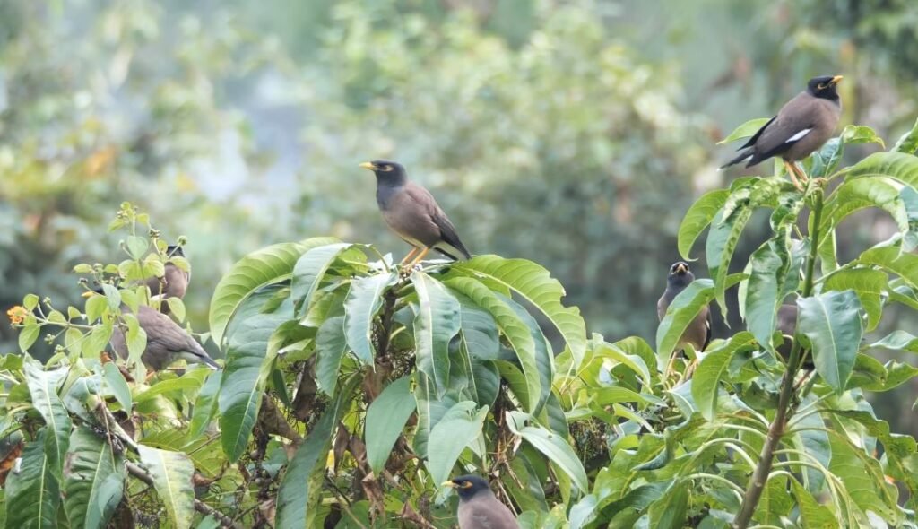 Myna bird philippines