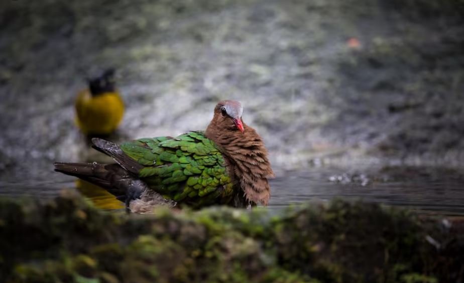 Nature’s Accidental Hybrids, How Climate Shifts Are Creating Bizarre, Never-Before-Seen Cross-Species Birds