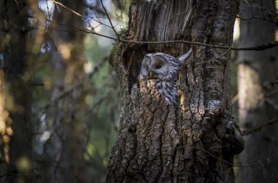 Night Patrol, Chasing Shadowy Owls Through the Fractured Forests of Bohol