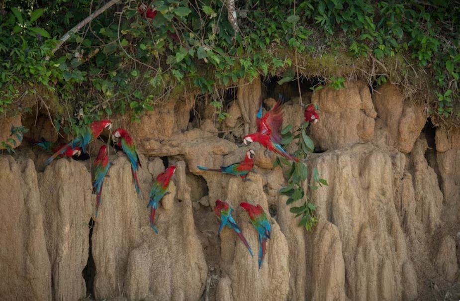 Pasadena Parrot Survey, Why Urban Ecologists in California Are Shifting Their Breeding Forecasts