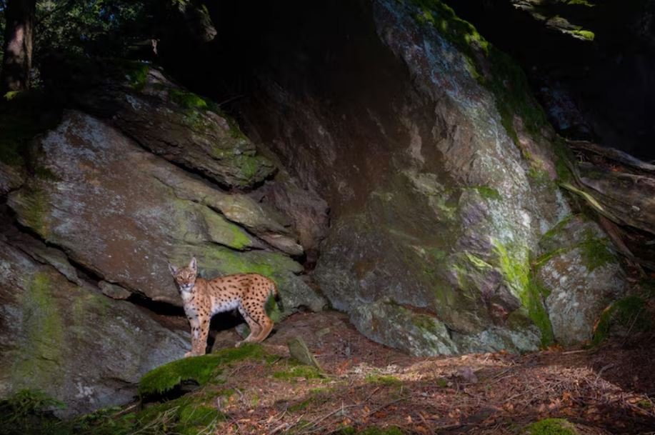 Patagonia Conservation Gallery, Inside Alan Palazon’s Gripping Images Documenting South American Habitat Losses