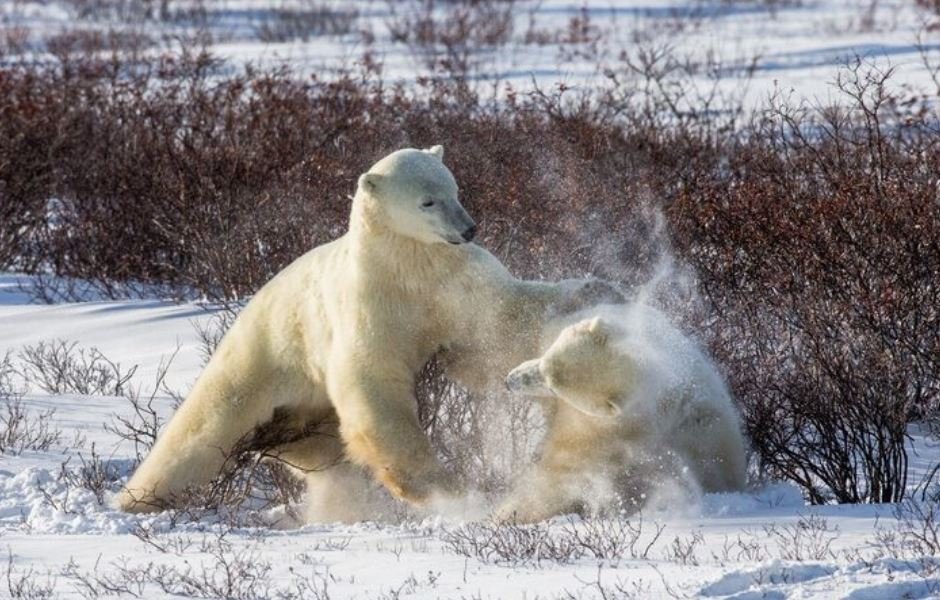 Paul Nicklen Retrospective, Thirty Years of Extreme Polar Wildlife Photography Packed Into a Single, Monumental Volume