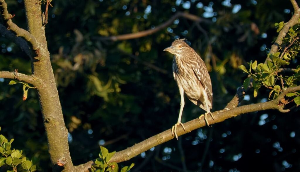 Philippine heron
