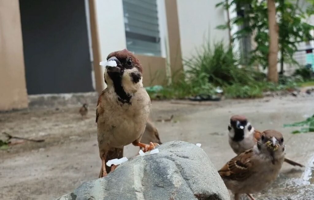 Philippines sparrow