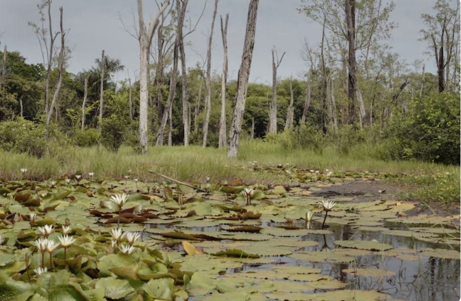 Restoring the Lost Fens, Can Reclaiming England’s Ancient Wetlands Bring Back Its Best Marsh Dwellers