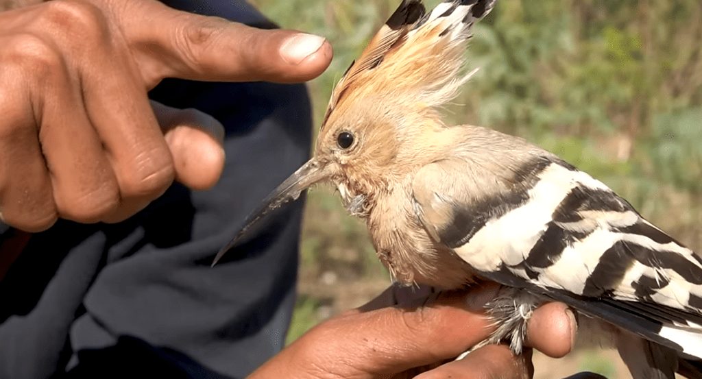 The Hoopoe: The Bird That Smells Like Rotting Meat and Still Commands Respect The Hoopoe: The Bird That Smells Like Rotting Meat and Still Commands Respect