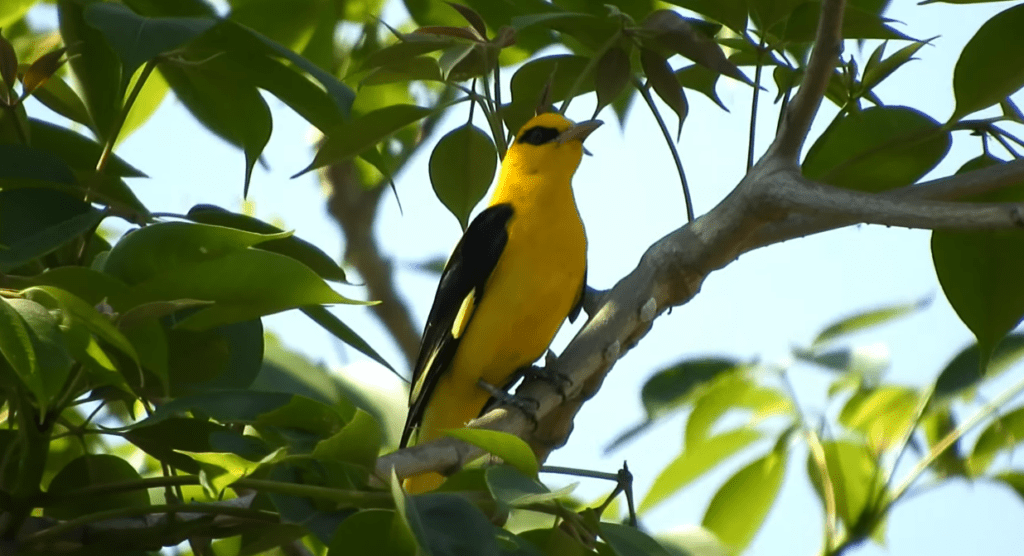 Flying Sunshine: The Small Yellow Birds of the Philippines You Might Be Ignoring