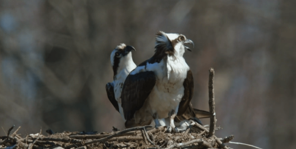 The Osprey Bird Philippines Birders Keep Waiting For — And Why It's Worth Every Hour