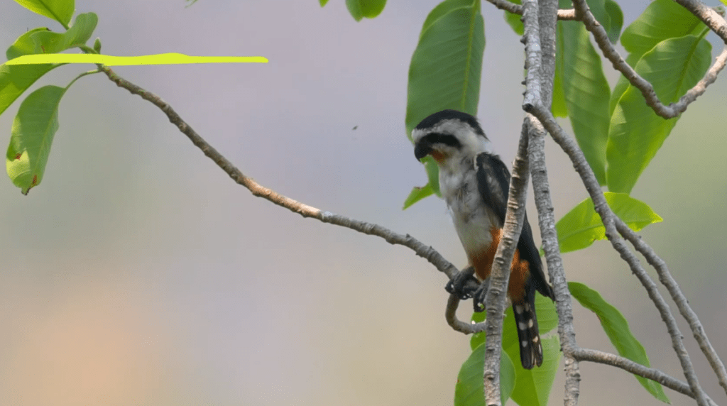 Tiny Wings, Sharp Talons: Meet the Falconet, the World's Smallest Bird of Prey