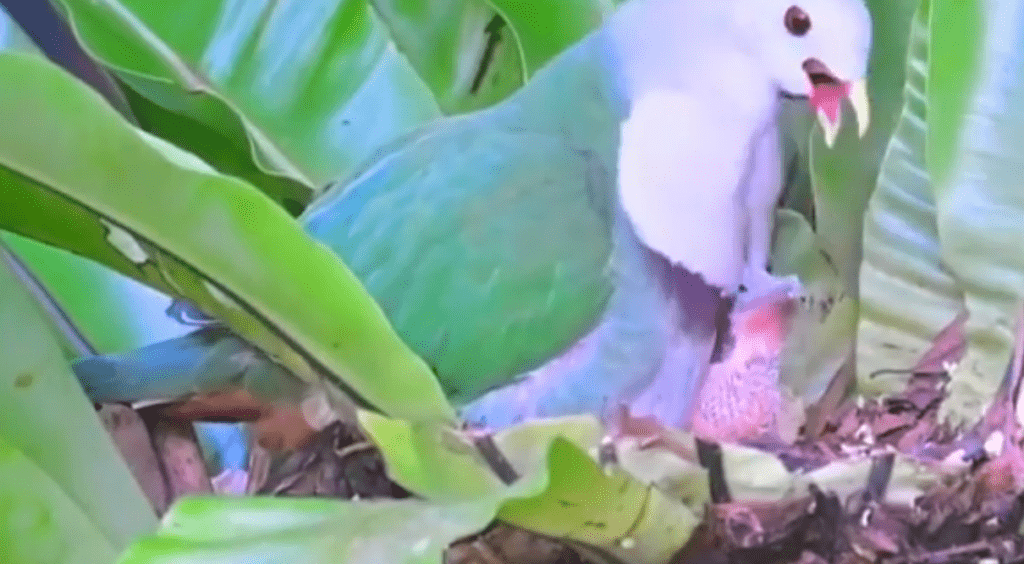The Fruit Dove Philippines May Have Already Lost — And the One Still Hiding in the Canopy The Fruit Dove Philippines May Have Already Lost — And the One Still Hiding in the Canopy