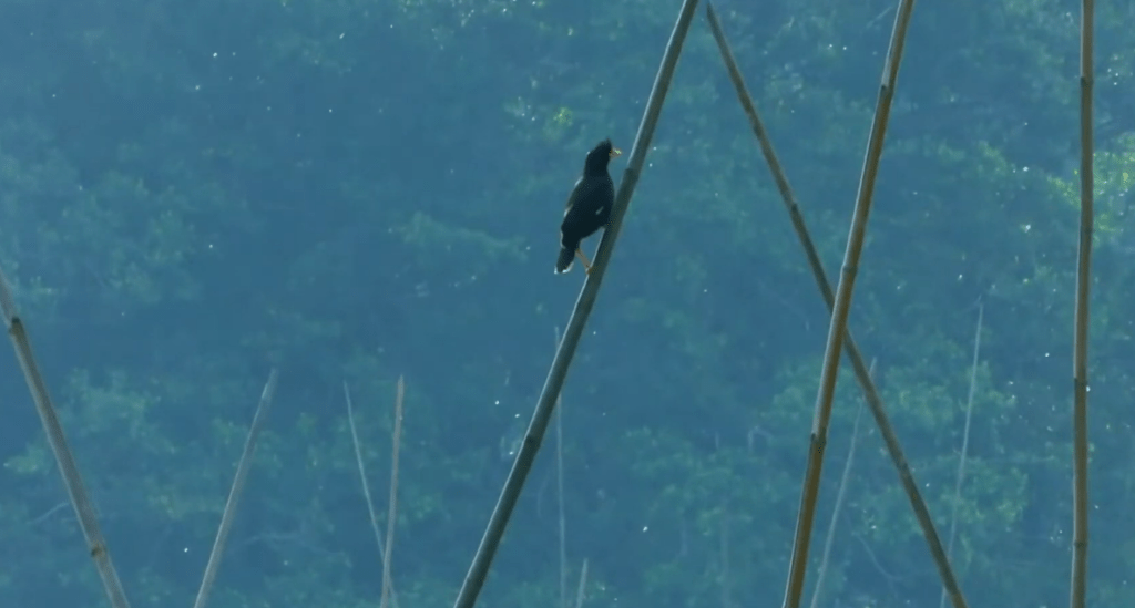 Black Feathers, Sharp Eyes: What Makes the Crested Myna Impossible to Ignore Black Feathers, Sharp Eyes: What Makes the Crested Myna Impossible to Ignore