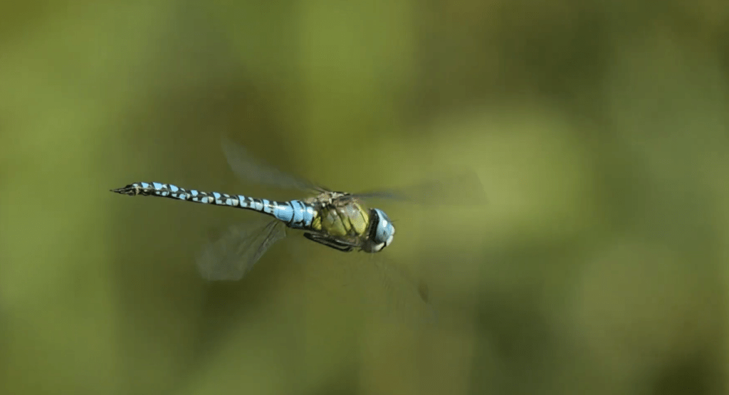The Art of Taking Photograph of Dragonfly: What Most Beginners Get Wrong The Art of Taking Photograph of Dragonfly: What Most Beginners Get Wrong