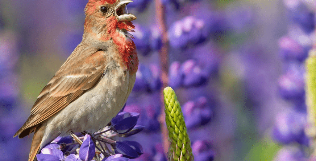 Avian Dialects: How Regional British Accents Are Altering the Way Local Blackbirds Sing