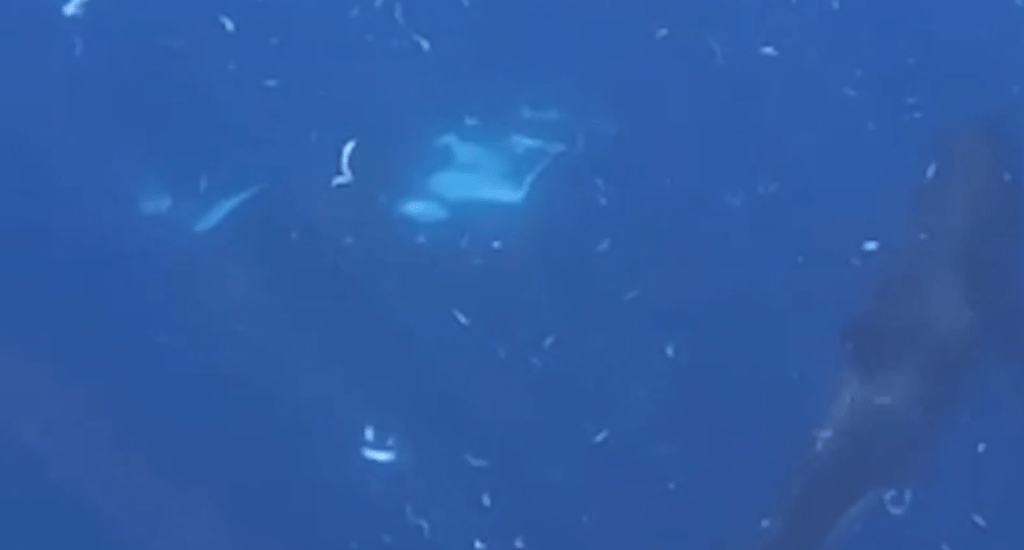 Sunfish Explodes After Orca Rams It at Full Force — Scientists Are Still Processing What They Saw Sunfish Explodes After Orca Rams It at Full Force — Scientists Are Still Processing What They Saw