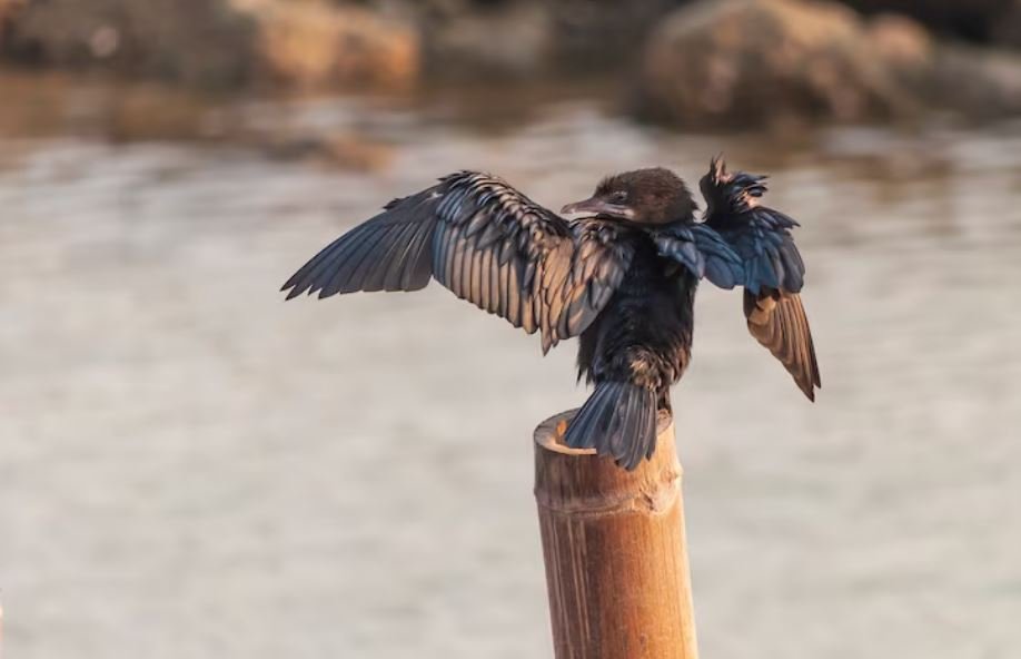 Shrinking Bodies, Longer Wings, Why Global Warming Is Forcing the World’s Birds to Change Shape