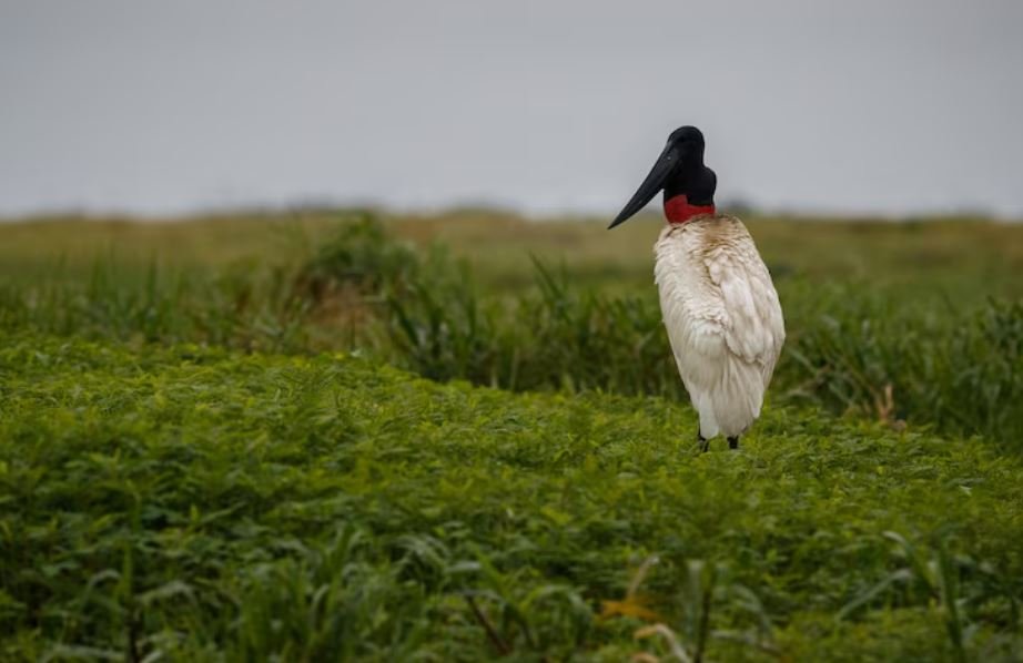 Silent Shires, The Accelerating Decline of Grassland Birds Across Southern England