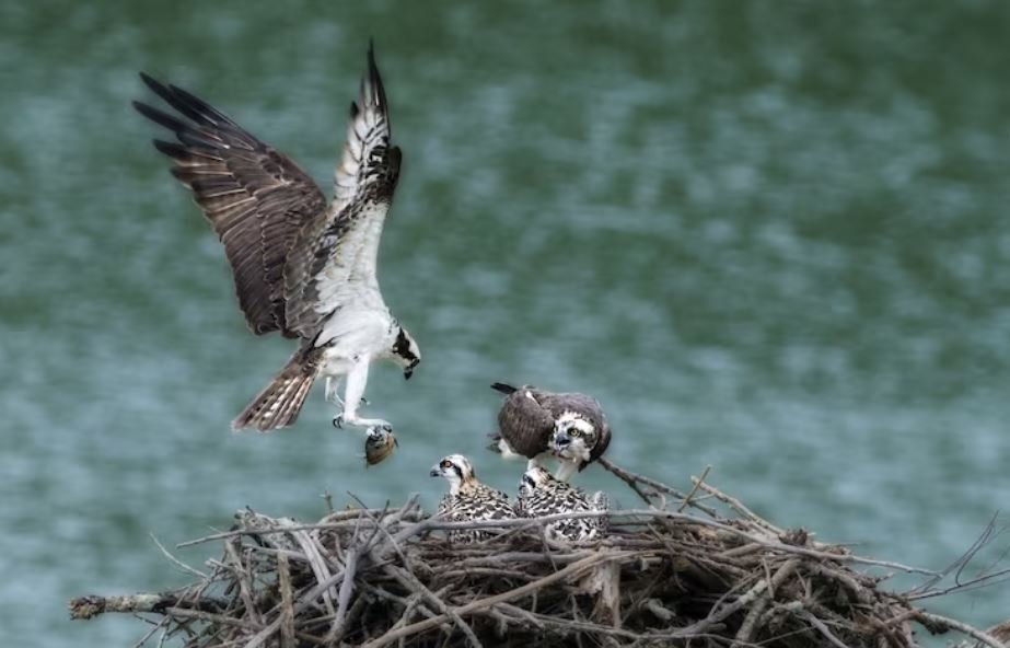 Starving the Cliffs, How Warming Currents Are Wiping Out Sea-Bird Food Sources During Nesting Season