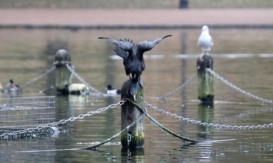 Thames Estuary Crisis, Why a Sudden Influx of Tropical Herons in London Has Imperial College Researchers Alarmed